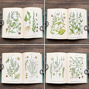 東ドイツの古い植物図鑑 東ドイツの古い植物図鑑 Amazon.co.jp: ドイツの古い植物図鑑